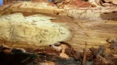 Fa kártevők és módszerek kezelésére